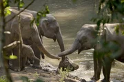 Erwachsene Elefanten und ein Junges am Fluss: Bis es drei Jahre alt ist, trinkt das Kalb die Milch seiner Mutter. Erwachsene Elefanten und ein Junges am Fluss: Bis es drei Jahre alt ist, trinkt das Kalb die Milch seiner Mutter.