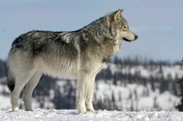 Ein kanadischer Wolf blickt &uuml;ber den borealen Wald.