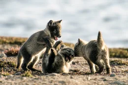 Spielende Polarfuchsjunge, Karrak See