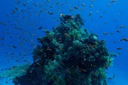 Rotes Meer, Ägypten - Mit einem Viertel aller Meeresarten, die von ihnen abhängen, sind Korallenriffe der am stärksten umkämpfte Ort im Ozean. Rotes Meer, Ägypten - Mit einem Viertel aller Meeresarten, die von ihnen abhängen, sind Korallenriffe der am stärksten umkämpfte Ort im Ozean.
