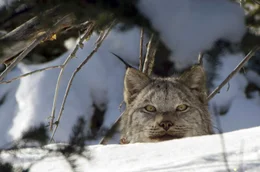 Ein Kanada-Luchs auf der Suche nach Schneeschuhhasen bei Haines Junction im Yukon