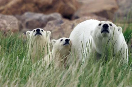 Eisb&auml;rmutter mit zwei Jungtieren: Die steigenden Temperaturen durch den Klimawandel erschweren den Eisb&auml;ren die Nahrungssuche, denn sie ben&ouml;tigen die Eisdecke, um Robben zu jagen.