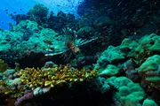 Rotes Meer, Ägypten - Ein räuberischer Rotfeuerfisch pirscht durch die Untiefen, während er auf den Einbruch der Nacht wartet, um zu jagen. Rotes Meer, Ägypten - Ein räuberischer Rotfeuerfisch pirscht durch die Untiefen, während er auf den Einbruch der Nacht wartet, um zu jagen.