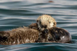 Da das Seeotter-Junge noch kein wasserdichtes Fell hat, wird es auf dem Bauch seiner Mutter liegend getragen.