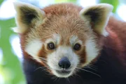 Kleine Pandas sind Langschläfer. Kleine Pandas sind Langschläfer.