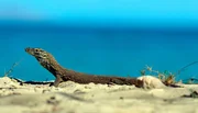 Ein Baby-Komodowaran am Strand. Ein Baby-Komodowaran am Strand.