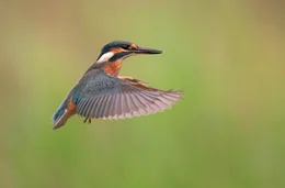 Ein Eisvogel.