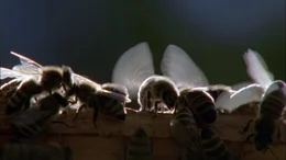 Der Film zeigt im Tagesgang die au&szlig;ergew&ouml;hnliche und oft bedrohte Tierwelt der Fr&auml;nkischen Schweiz, wie etwa die Bienen.