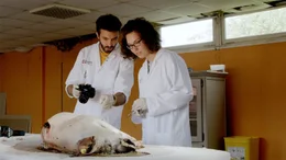 Am forensischen Institut der Universit&auml;t Lille wird ein menschlicher Todesfall durch ein totes Schwein simuliert.
