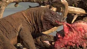 Komodowarane fressen einen Timorhirsch.
