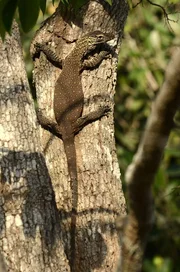 Ein Baby-Komodowaran sonnt sich auf einem Baum.