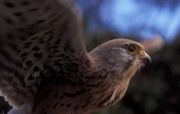 Ob Vogel, Fr&ouml;sche, Muscheln oder Schnecke, jeder hat f&uuml;r seinen Lebensraum Strategien entwickelt, um zurechtzukommen. Die eine immer und &uuml;berall g&uuml;ltige &Uuml;berlebensstrategie gibt es nicht und wie der Film zeigt, sind die oft raffinierten Taktiken der Tiere nicht immer eine Garantie, heil &uuml;ber die Runden zu kommen. F&uuml;r das Individuum bleibt es immer ein Abenteuer - zu &uuml;berleben. Im Bild: ein Falke.