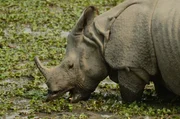Ein Indisches Panzernashorn beim Fressen von WasserpflanzenZur ARTE-Sendung Big Five Asien (1/5) (1): Die Nash&ouml;rner 2: Ein Indisches Panzernashorn beim Fressen von Wasserpflanzen
