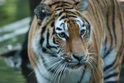 Tiger. Tiger.
