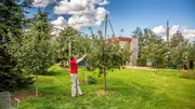Was tun, wenn die Äpfel für den Baum zu schwer werden? Was tun, wenn die Äpfel für den Baum zu schwer werden?