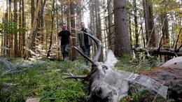 Die Kadaverforschung im Nationalpark Bayerischer Wald zieht auch internationale Forscher zu einer Besichtigung im Wald hinzu.