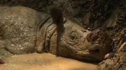 Ein seltenes Sumatra-Nashorn liegt in seiner Suhle.