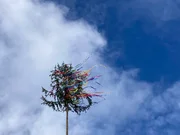 Kerwabaum vor einem blau-weißen Himmel. Kerwabaum vor einem blau-weißen Himmel.