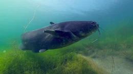 Wels, gr&ouml;&szlig;ter S&uuml;sswasserfisch Europas