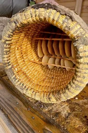 Innenleben eines Bienenkorbs mit den eingebauten Naturwaben Innenleben eines Bienenkorbs mit den eingebauten Naturwaben