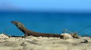 Ein Baby-Komodowaran am Strand.