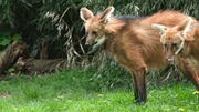 Mähnenwölfe im Außengehäge des Zoos in Leipzig. Mähnenwölfe im Außengehäge des Zoos in Leipzig.