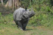 Ein Indisches Panzernashorn wittert vor Angriff.