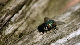 Schmei&szlig;fliegen geh&ouml;ren zu den wichtigsten Recycling-Experten in der Natur.
