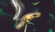 Ob Vogel, Frösche, Muscheln oder Schnecke, jeder hat für seinen Lebensraum Strategien entwickelt, um zurechtzukommen. Die eine immer und überall gültige Überlebensstrategie gibt es nicht und wie der Film zeigt, sind die oft raffinierten Taktiken der Tiere nicht immer eine Garantie, heil über die Runden zu kommen. Für das Individuum bleibt es immer ein Abenteuer - zu überleben. Im Bild: eine Aeskulapnatter. Ob Vogel, Frösche, Muscheln oder Schnecke, jeder hat für seinen Lebensraum Strategien entwickelt, um zurechtzukommen. Die eine immer und überall gültige Überlebensstrategie gibt es nicht und wie der Film zeigt, sind die oft raffinierten Taktiken der Tiere nicht immer eine Garantie, heil über die Runden zu kommen. Für das Individuum bleibt es immer ein Abenteuer - zu überleben. Im Bild: eine Aeskulapnatter.