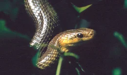 Ob Vogel, Fr&ouml;sche, Muscheln oder Schnecke, jeder hat f&uuml;r seinen Lebensraum Strategien entwickelt, um zurechtzukommen. Die eine immer und &uuml;berall g&uuml;ltige &Uuml;berlebensstrategie gibt es nicht und wie der Film zeigt, sind die oft raffinierten Taktiken der Tiere nicht immer eine Garantie, heil &uuml;ber die Runden zu kommen. F&uuml;r das Individuum bleibt es immer ein Abenteuer - zu &uuml;berleben. Im Bild: eine Aeskulapnatter.