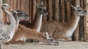 Guanakos liegen im Außengehäge im Zoo Leipzig. Guanakos liegen im Außengehäge im Zoo Leipzig.