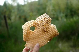 Honig erntet Piotr nur einmal im Jahr und nur dann, wenn die Bienen gen&uuml;gend Wintervorr&auml;te haben. Ziel ist es, m&ouml;glichst wenig in das Leben der Bienen einzugreifen.