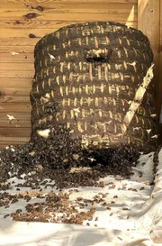Wenn der Bienenkorb fertig ist und der Kuhdung eine Woche getrocknet ist, dann können die Bienen einziehen. Wenn der Bienenkorb fertig ist und der Kuhdung eine Woche getrocknet ist, dann können die Bienen einziehen.