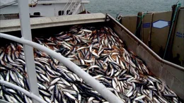Wie umweltfreundlich ist zertifizierter Fisch?