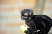 rbb Fernsehen PANDA, GORILLA & CO., TEIL 209, "Geschichten aus dem Zoo Berlin und dem Tierpark Berlin", am Freitag (16.12.11) um 21:00 Uhr. Das Mohrenmaki-Kind aus dem Affenhaus im Tierpark entwickelt sich prächtig. Der kleine Kerl wurde auf den Namen Lenni getauft. rbb Fernsehen PANDA, GORILLA & CO., TEIL 209, "Geschichten aus dem Zoo Berlin und dem Tierpark Berlin", am Freitag (16.12.11) um 21:00 Uhr. Das Mohrenmaki-Kind aus dem Affenhaus im Tierpark entwickelt sich prächtig. Der kleine Kerl wurde auf den Namen Lenni getauft.