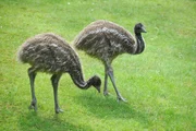 rbb Fernsehen PANDA, GORILLA & CO., TEIL 210, "Geschichten aus dem Zoo Berlin und dem Tierpark Berlin", am Freitag um 21:00 Uhr. Kindersegen bei den Emus im Revier von Christian M&ouml;ller. Bei den flugunf&auml;higen Laufv&ouml;geln sind interessanterweise die V&auml;ter sowohl f&uuml;r das Ausbr&uuml;ten als auch f&uuml;r die Aufzucht verantwortlich.