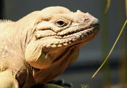 Das Leguanweibchen leidet. Es hat den Bauch voller Eier und kann sie nicht ablegen. Hier ist der Tierarzt gefragt. Das Leguanweibchen leidet. Es hat den Bauch voller Eier und kann sie nicht ablegen. Hier ist der Tierarzt gefragt.