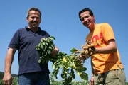 Kartoffelbauer Paul Strixner und Willi (rechts).