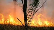 Heißer Sommer - für Brandenburgs Wälder höchste Gefahr. Nirgends in Deutschland brennt es so häufig wie in den Kiefernforsten zwischen Prignitz und Elbe-Elster-Land. Über 500 Waldbrände zählten die Behörden hier allein 2022. An besonderen Hotspots, wie in der Region Schenkenländchen, rücken die Freiwilligen Feuerwehren mehrmals pro Woche zum Löschangriff in die umliegenden Wälder aus. - Waldbrand in Wiesenau. Heißer Sommer - für Brandenburgs Wälder höchste Gefahr. Nirgends in Deutschland brennt es so häufig wie in den Kiefernforsten zwischen Prignitz und Elbe-Elster-Land. Über 500 Waldbrände zählten die Behörden hier allein 2022. An besonderen Hotspots, wie in der Region Schenkenländchen, rücken die Freiwilligen Feuerwehren mehrmals pro Woche zum Löschangriff in die umliegenden Wälder aus. - Waldbrand in Wiesenau.