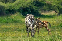 Zebrahengst und Zebrafohlen, Serengeti-Nationalpark, n&ouml;rdliches Tansania