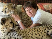 Riana Van Nieuwenhuizen liegt im Bed mit zwei Geparden - Fiela ist oben und Bibi unter. Riana Van Nieuwenhuizen liegt im Bed mit zwei Geparden - Fiela ist oben und Bibi unter.
