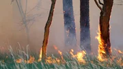 Heißer Sommer - für Brandenburgs Wälder höchste Gefahr. Nirgends in Deutschland brennt es so häufig wie in den Kiefernforsten zwischen Prignitz und Elbe-Elster-Land. Über 500 Waldbrände zählten die Behörden hier allein 2022. An besonderen Hotspots, wie in der Region Schenkenländchen, rücken die Freiwilligen Feuerwehren mehrmals pro Woche zum Löschangriff in die umliegenden Wälder aus. - Wald in Flammen bei Ziltendorf. Heißer Sommer - für Brandenburgs Wälder höchste Gefahr. Nirgends in Deutschland brennt es so häufig wie in den Kiefernforsten zwischen Prignitz und Elbe-Elster-Land. Über 500 Waldbrände zählten die Behörden hier allein 2022. An besonderen Hotspots, wie in der Region Schenkenländchen, rücken die Freiwilligen Feuerwehren mehrmals pro Woche zum Löschangriff in die umliegenden Wälder aus. - Wald in Flammen bei Ziltendorf.