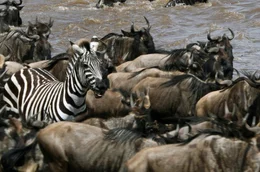 KwaZulu-Natal, South Africa- Wildebeests and zebras in Blood River
