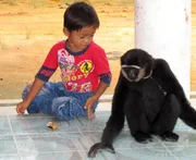 Der fünfjährige Deo Saputra spielt mit seinem Haustier Gibbon Putra. Der fünfjährige Deo Saputra spielt mit seinem Haustier Gibbon Putra.