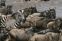 KwaZulu-Natal, South Africa- Wildebeests and zebras in Blood River