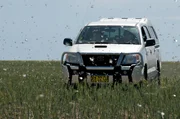 locust swarm locust swarm