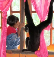 Der fünfjährige Deo Saputra spielt mit seinem Haustier Gibbon Putra am Fenster. Die beiden sind zusammen aufgewachsen und sind wie Brüder. Sie spielen Fußball und schlafen zusammen im Haus der Familie. Der fünfjährige Deo Saputra spielt mit seinem Haustier Gibbon Putra am Fenster. Die beiden sind zusammen aufgewachsen und sind wie Brüder. Sie spielen Fußball und schlafen zusammen im Haus der Familie.
