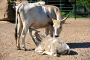 Der Nachwuchs der ungarischen Steppenrinder h&auml;lt von den Pflegern Abstand. Auf der Haustieranlage im Tierpark wurde in diesem Jahr zweimal gekalbt: Kuh Jana hat einen Jungen namens Norbert geworfen, die Tochter von Kuh Olga hei&szlig;t Olivia.