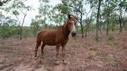 Das Pferd. Das Pferd.