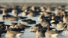 V&ouml;gel auf dem Wasser